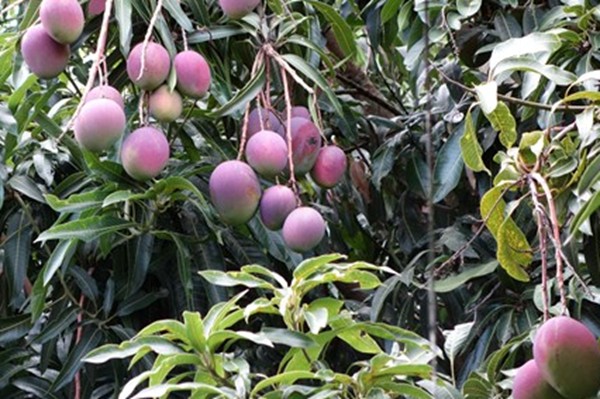Arbol de mango Casa Zen